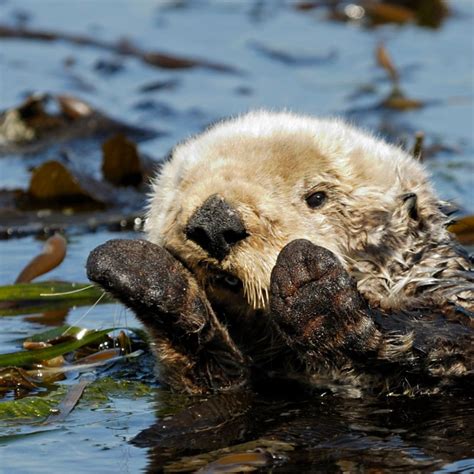 Six Ocean Animals That Rely on Kelp for Survival