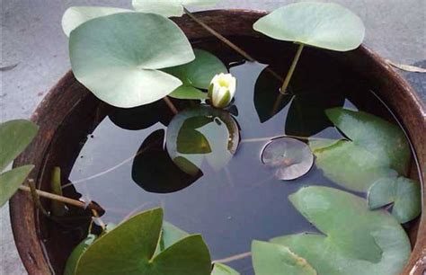 一盆碗莲，清香一夏！超详细碗莲种植方法来了！ - 知乎