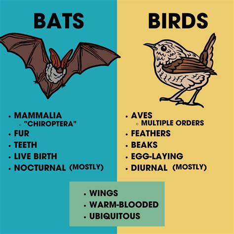 Bats vs. Birds - Bat Conservation International