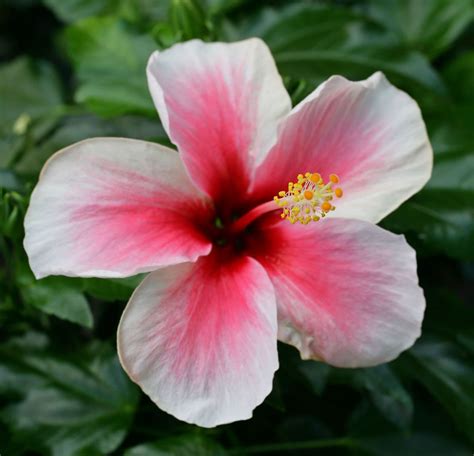 Discover Hawaiian Flowers: Native & Endemic Species