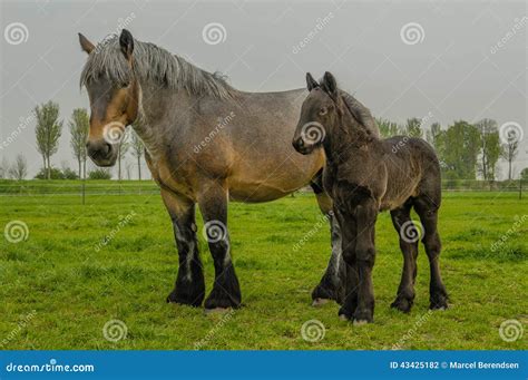 Farm Animals - Dutch Draft Horse Stock Photo - Image of farm, draft ...