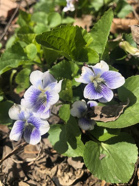 Wisconsin Wildflower | Wood Violet | Viola papilionacea| The Wisconsin ...