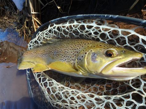 Black Hills Fishing Report - 1/21/2017 – Dakota Angler & Outfitter