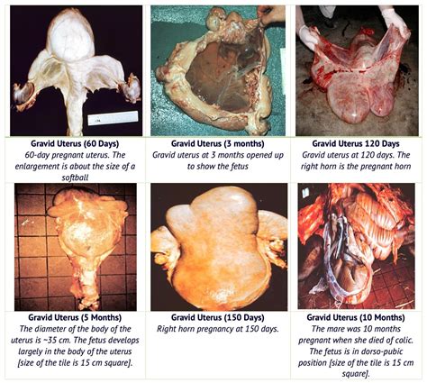 Horse Pregnancy Stages
