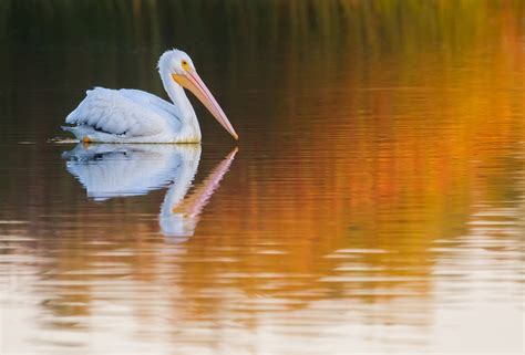 Evanescent Light : San Joaquin Marsh