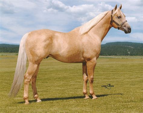 Quarter Horse Palomino