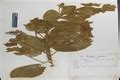 Herbarium JCB