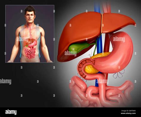 Illustration of human liver and stomach Stock Photo - Alamy