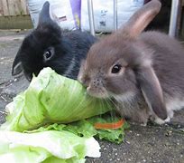 Image result for Lop Eared Bunny