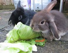 Image result for Lopped Eared Bunny Gray