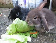 Image result for Black and White Lop Eared Rabbit