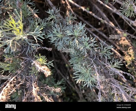 California sagebrush (Artemisia californica) Plantae Stock Photo - Alamy
