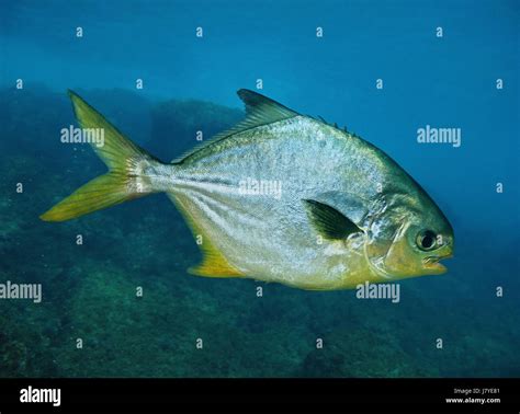 Pompano Fish Stock Photos & Pompano Fish Stock Images - Alamy