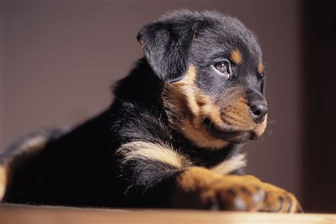 Cute Names For Rottweiler Puppies