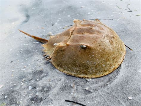 Horseshoe Crab Eyes