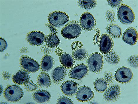 Flower Pollen Microscope