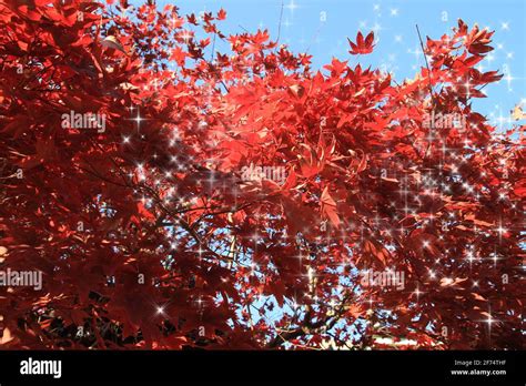 Spring Nature Scenery 的图像结果