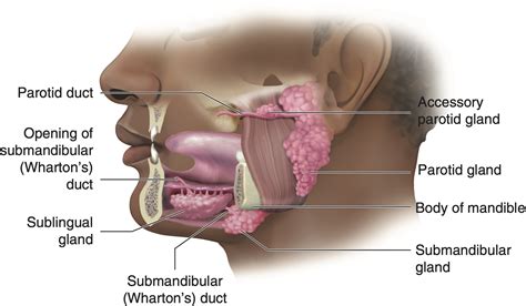 Where Are Salivary Glands Located