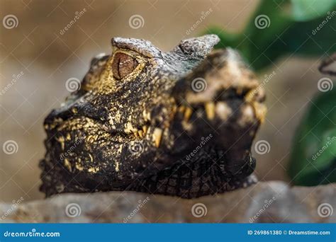 Cuvier s dwarf caiman stock photo. Image of aggression - 269861380
