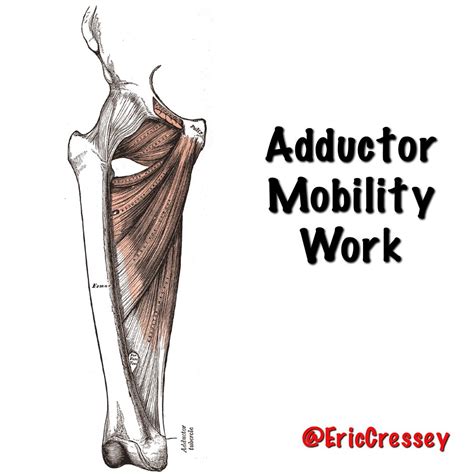 Groin Muscle Anatomy : groin - The Sports Physio : Groin muscles diagram anatomy of groin area ...