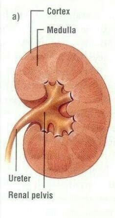 Describe the structure of human kidney. - Brainly.in