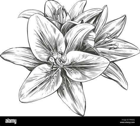 Lily Flower Bouquet Drawing