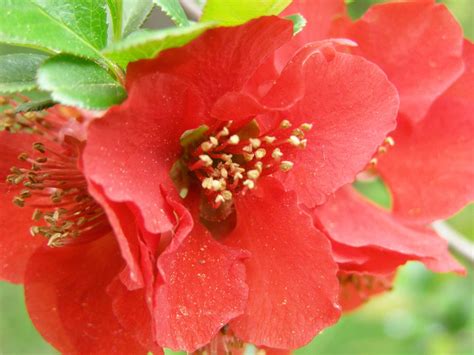 What Is A Flower That Starts With Q at Jerry Eberhardt blog