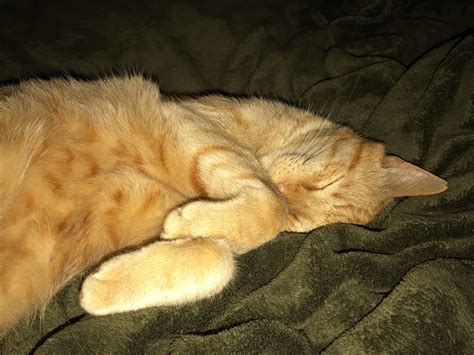 Ginger Cat Sleeping on Bed