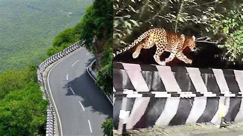 TTD steps up measures to curb human-animal conflict on Tirumala Hills