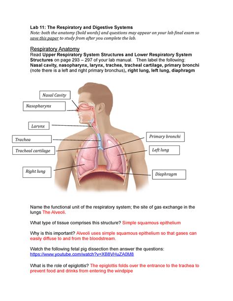 Respiratory and Digestive Lab-LP - Lab 11: The Respiratory and Digestive Systems Note: both the ...