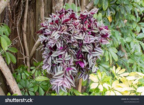 Hanging Wandering Jew Plant