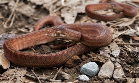 Image result for Catching Amethystine Python's