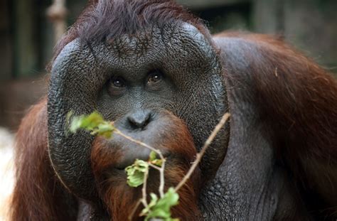 Indonesian zoo slammed after orangutan caught smoking cigarette [Video ...