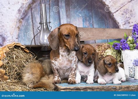 Dachshund Dog Piebald Colours in Retro Background with Hay Stock Image ...