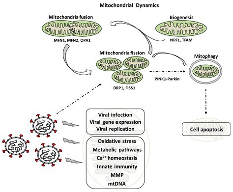 Implications of Oxidative Stress and Potential Role of Mitochondrial ...