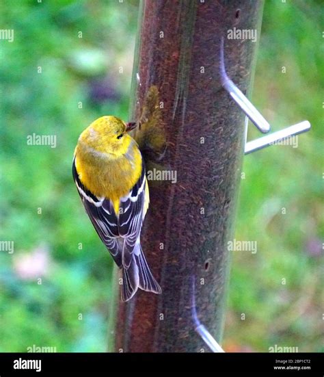 An American Goldfinch eating thistle seeds on a bird feeder Stock Photo - Alamy