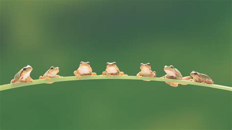 Bing Frog Wallpaper 的图像结果