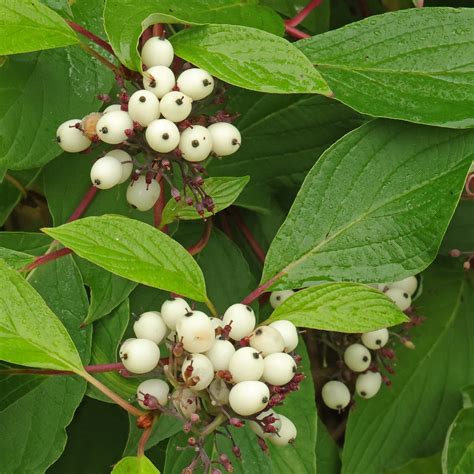 Dogwood (White, Siberian) berries