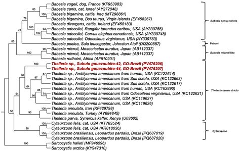 Survey of Piroplasmids in Wild Mammals, Unconventional Pets, and Ticks ...