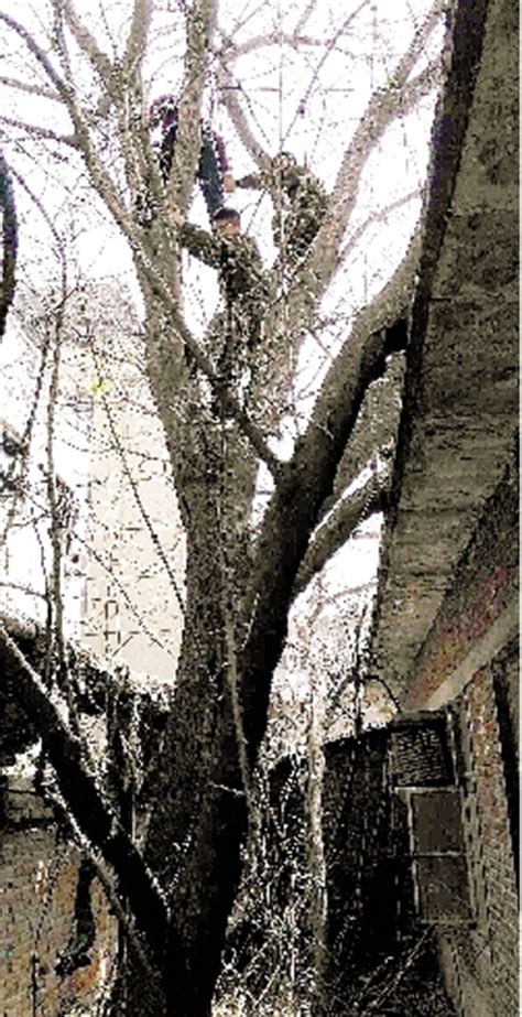 老太爬树摘嫩芽被困15米高树干 被消防人员救下-搜狐新闻