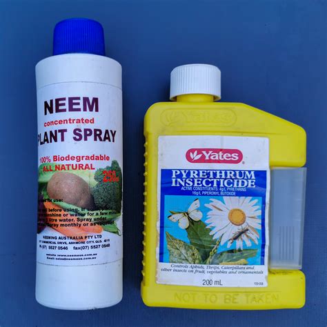 How to Control Fungus Gnats in Indoor Plants - Deep Green Permaculture