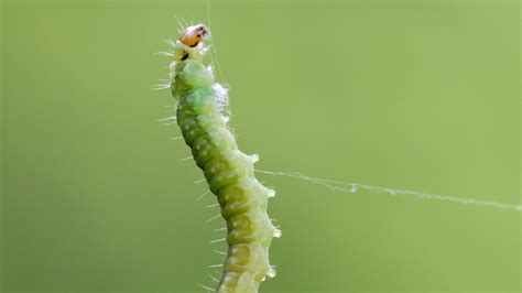 What are those little green worms hanging in the air? | wtsp.com