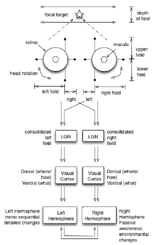 Image result for Process of Vision