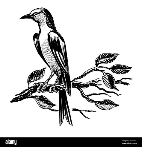 Sitting Bird Drawing