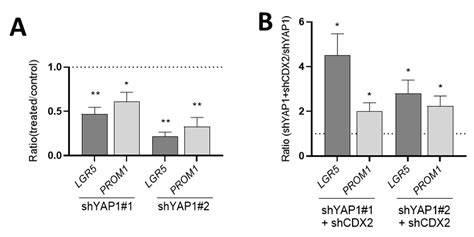 The Hippo Pathway Effector YAP1 Regulates Intestinal Epithelial Cell ...