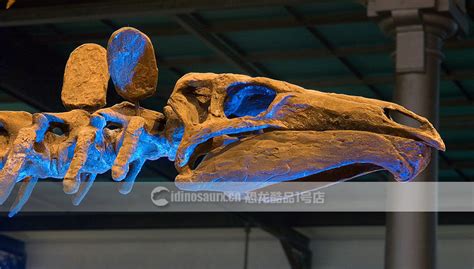 暴龙化石首现亚洲拍卖 12米长「尚神」11月香港举槌估价破亿 | 拍卖新闻 | THE VALUE | 艺术新闻