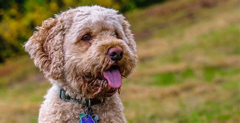 Image result for Cockapoo Traits