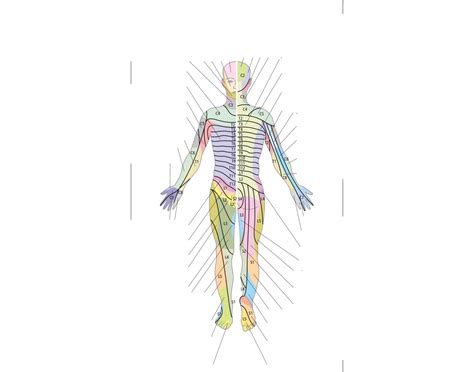 Peripheral Nerve Distribution 的图像结果