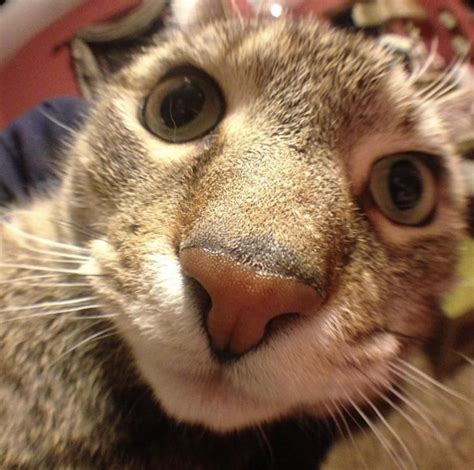 I smell like beef. : r/CatsTooCloseToCamera