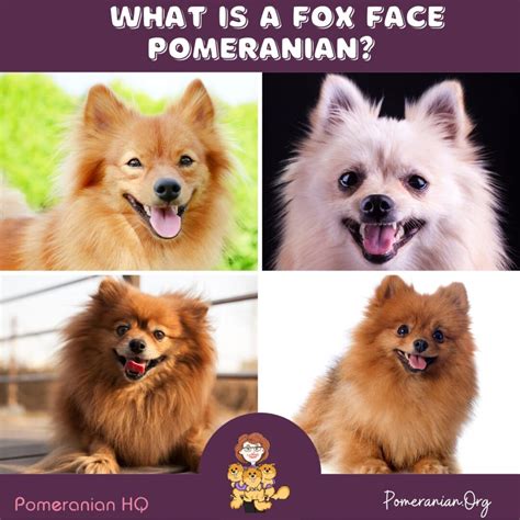All About the Fox-Face Pomeranian Dog